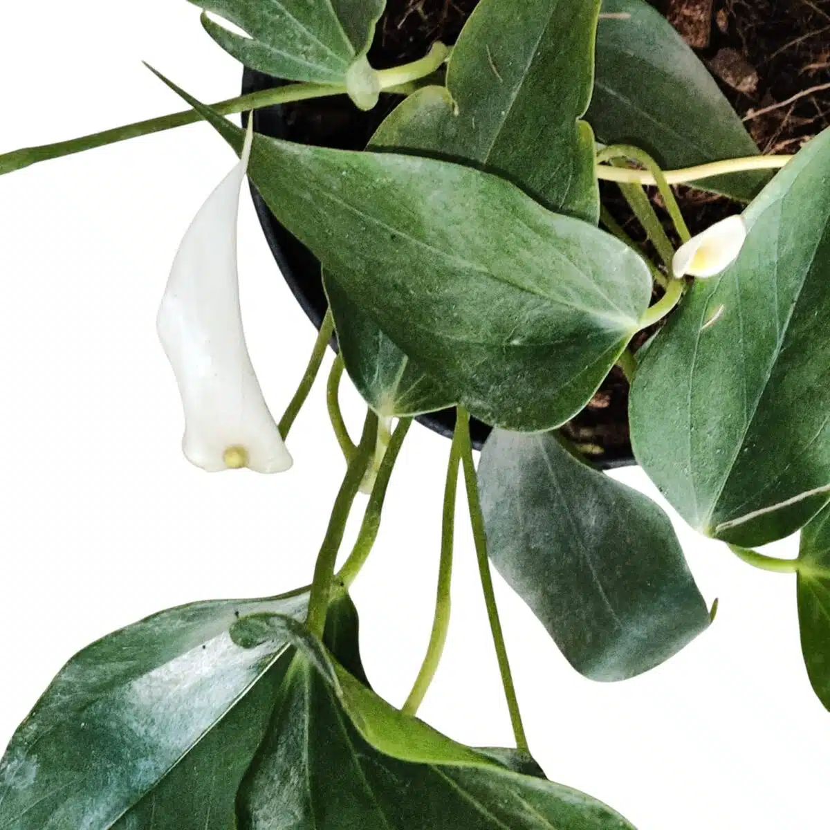 Anthurium Banderola Cava - Image 13