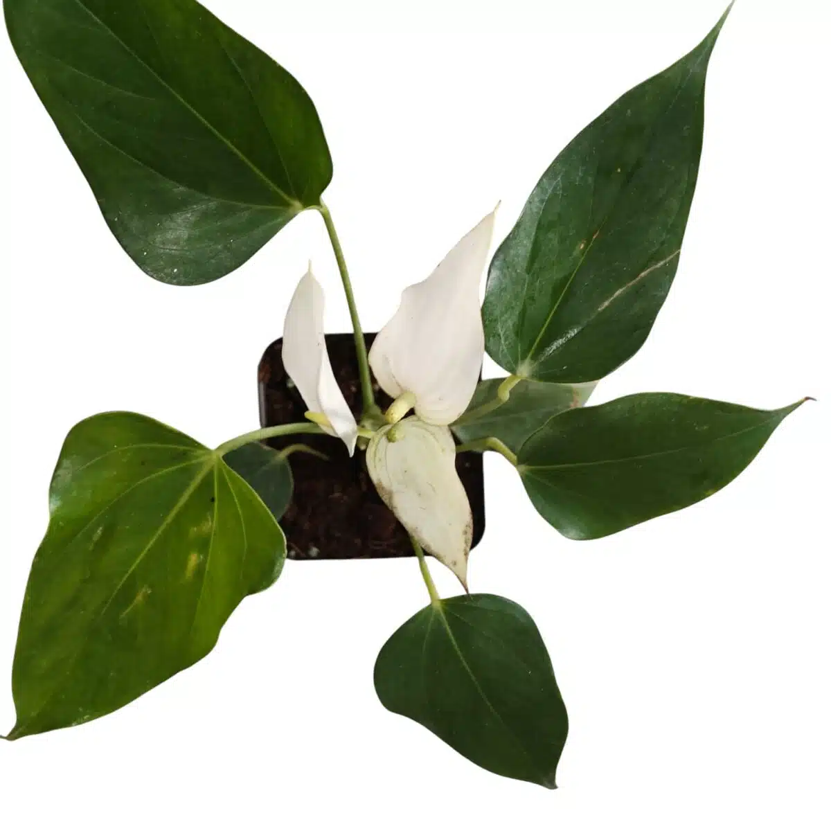 Anthurium Banderola Cava - Image 4