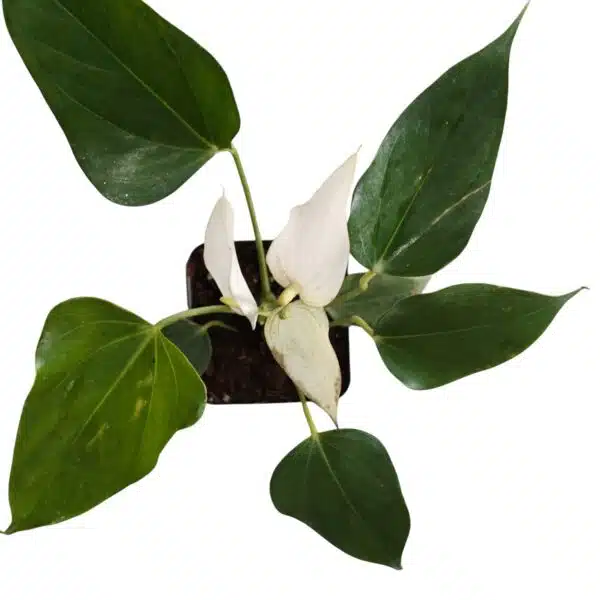 Anthurium Banderola Cava - Image 4