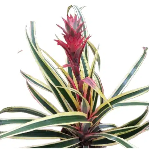 Ananas comosus 'Variegatus' (Variegated Pineapples) - Image 4