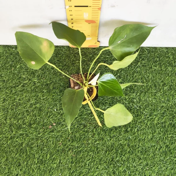 Anthurium Banderola Cava - Image 22