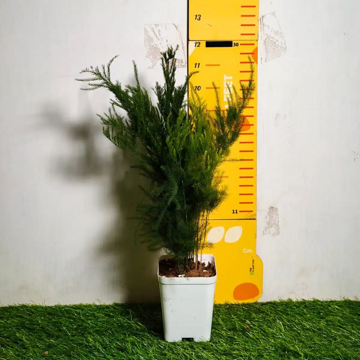 Asparagus Setaceus 'Pyramidalis' (Asparagus Fern) - Image 3