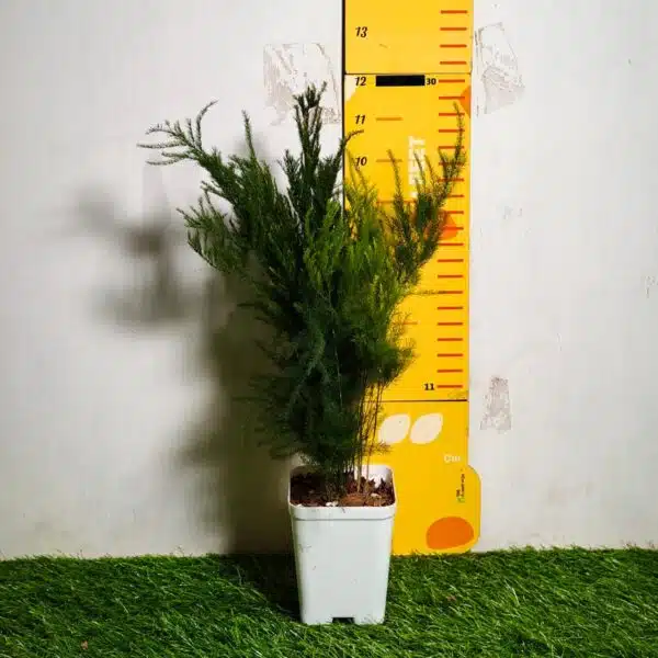 Asparagus Setaceus 'Pyramidalis' (Asparagus Fern) - Image 3