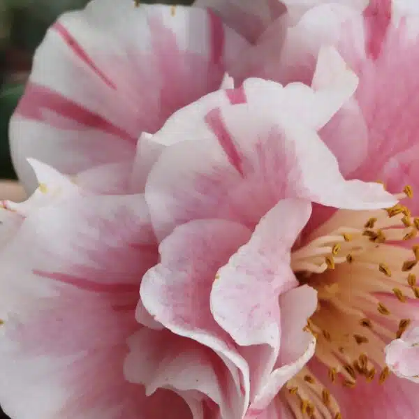 Camellia Tomorrow's Dawn - Image 2