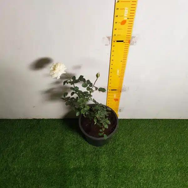 Rose White Grafted - Image 10