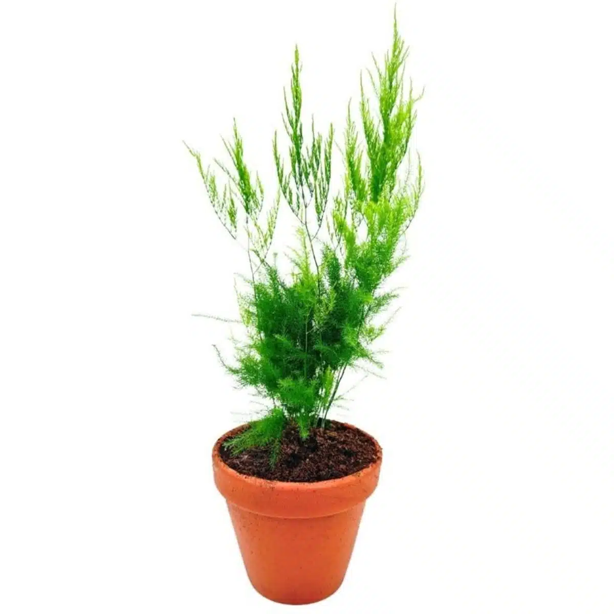 Asparagus Setaceus 'Pyramidalis' (Asparagus Fern) - Image 9