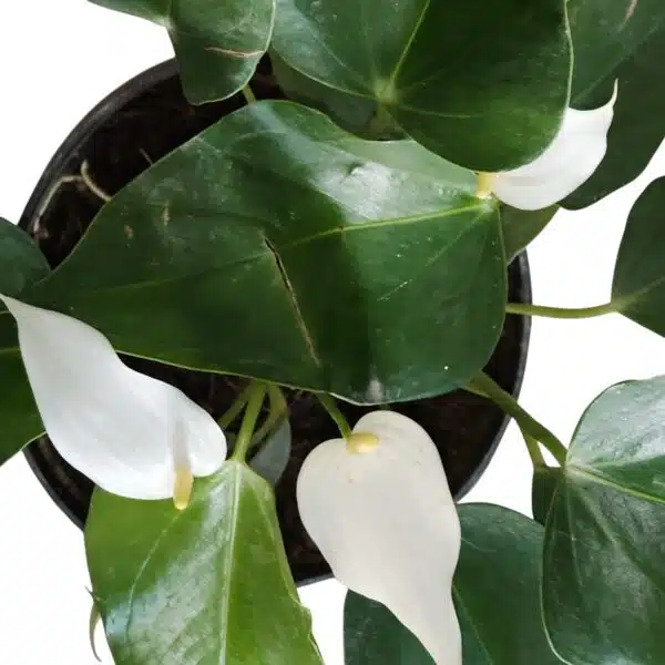 Anthurium Banderola Cava - Image 12