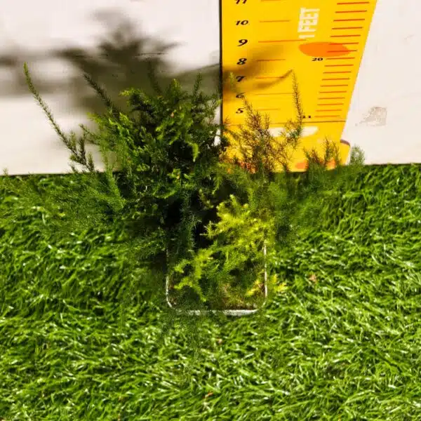 Asparagus Setaceus 'Pyramidalis' (Asparagus Fern) - Image 6