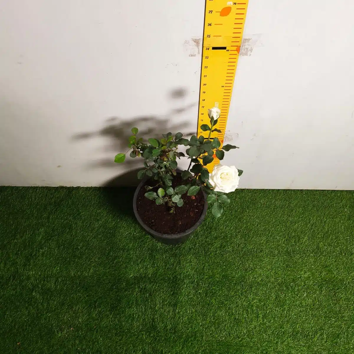 Rose White Grafted - Image 19