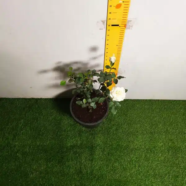 Rose White Grafted - Image 19