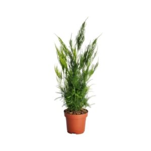 Asparagus Setaceus ‘Pyramidalis’ (Asparagus Fern)