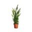 Asparagus Setaceus Pyramidalis plant