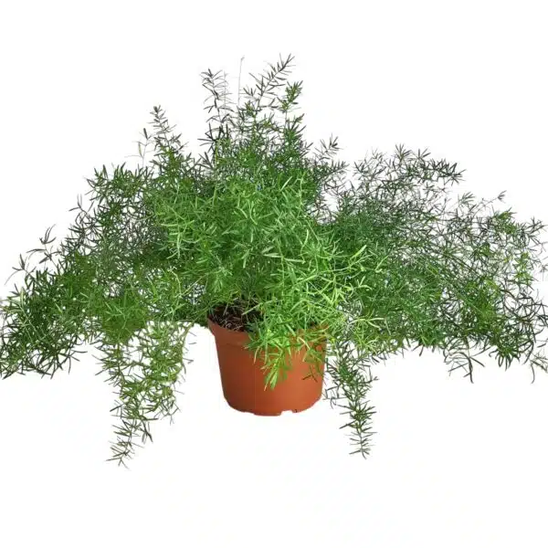 Asparagus densiflorus 'Sprengeri' - Image 3