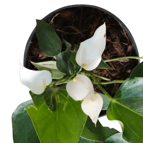 Anthurium Banderola Cava - Image 10