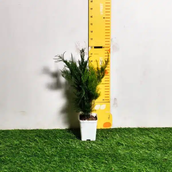 Asparagus Setaceus 'Pyramidalis' (Asparagus Fern) - Image 2