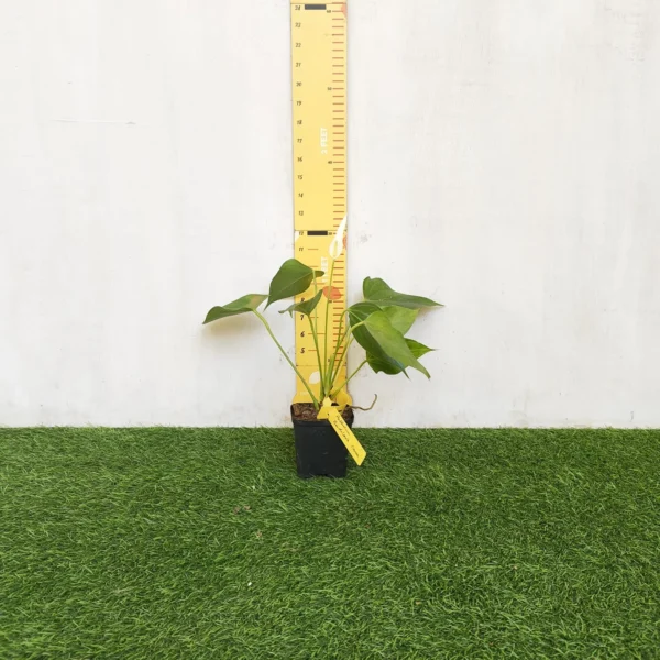 Anthurium Banderola Cava - Image 17