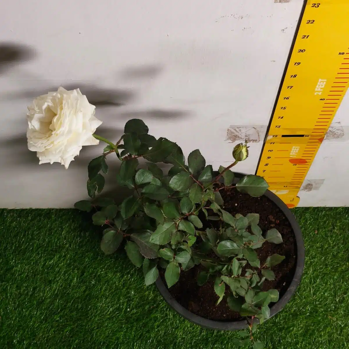 Rose White Grafted - Image 8