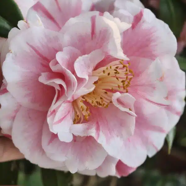 Camellia Tomorrow's Dawn - Image 4