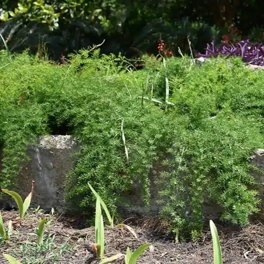 Asparagus densiflorus 'Sprengeri' - Image 4