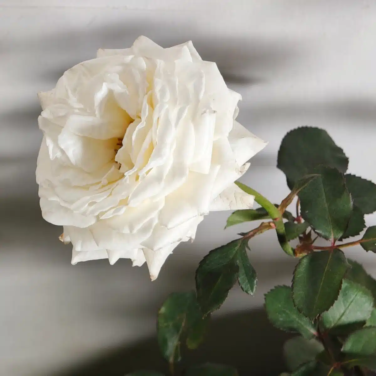 Rose White Grafted - Image 5