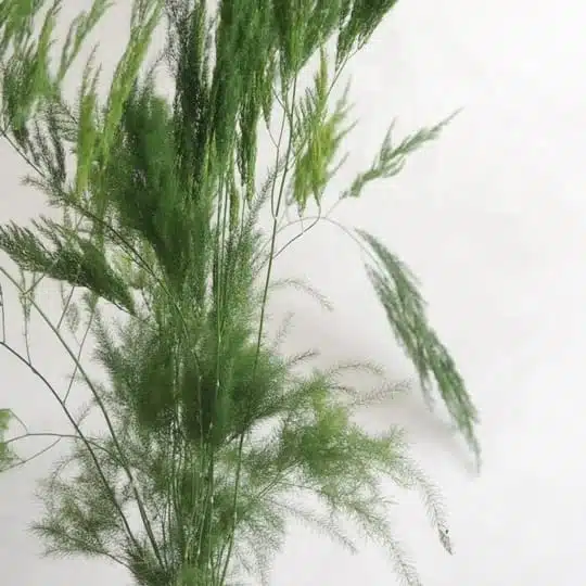 Asparagus Setaceus 'Pyramidalis' (Asparagus Fern) - Image 10