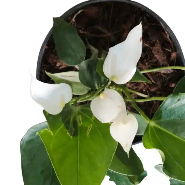 Anthurium Banderola Cava - Image 9