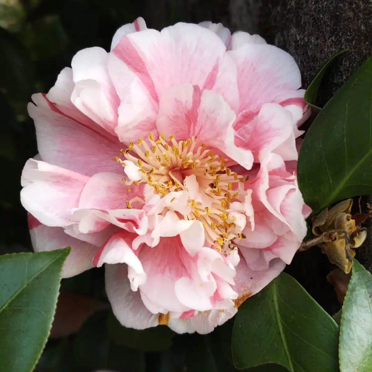 Camellia Tomorrow's Dawn - Image 5