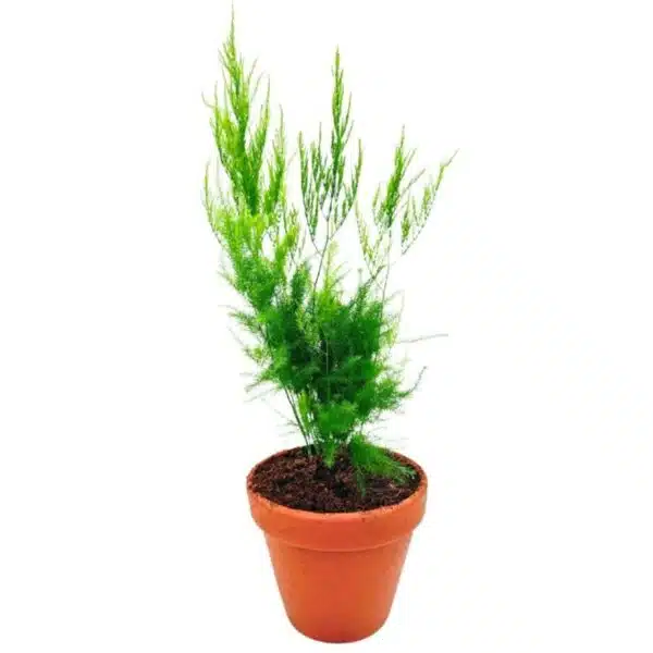 Asparagus Setaceus 'Pyramidalis' (Asparagus Fern) - Image 13