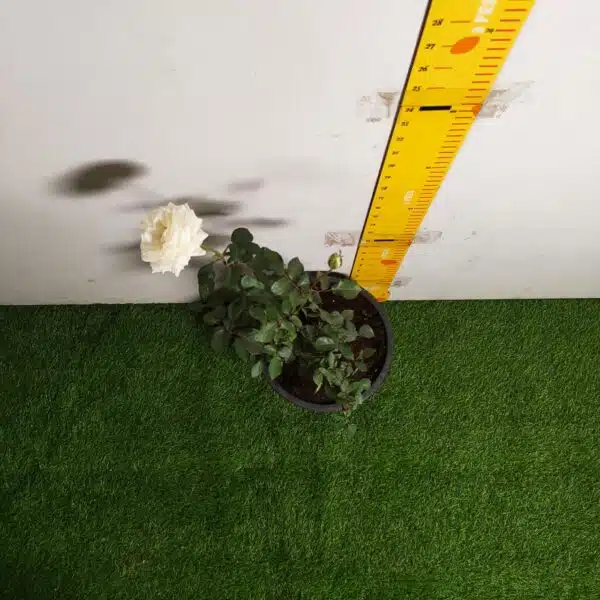 Rose White Grafted - Image 7