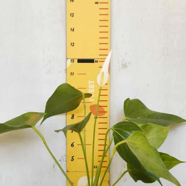 Anthurium Banderola Cava - Image 20