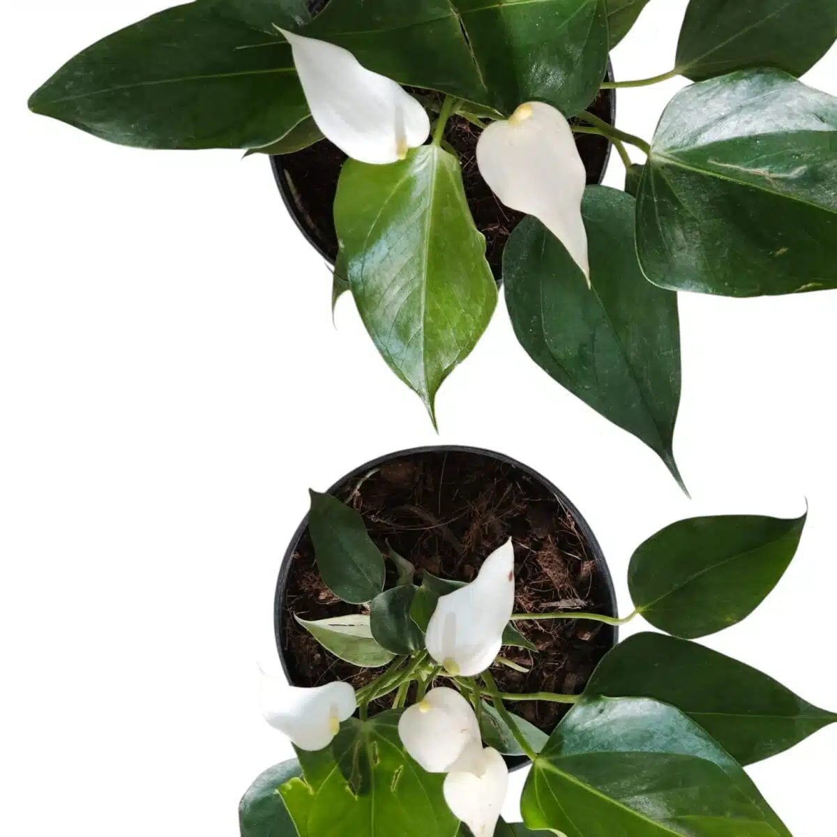 Anthurium Banderola Cava - Image 8