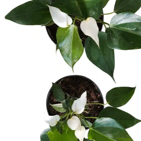 Anthurium Banderola Cava - Image 8