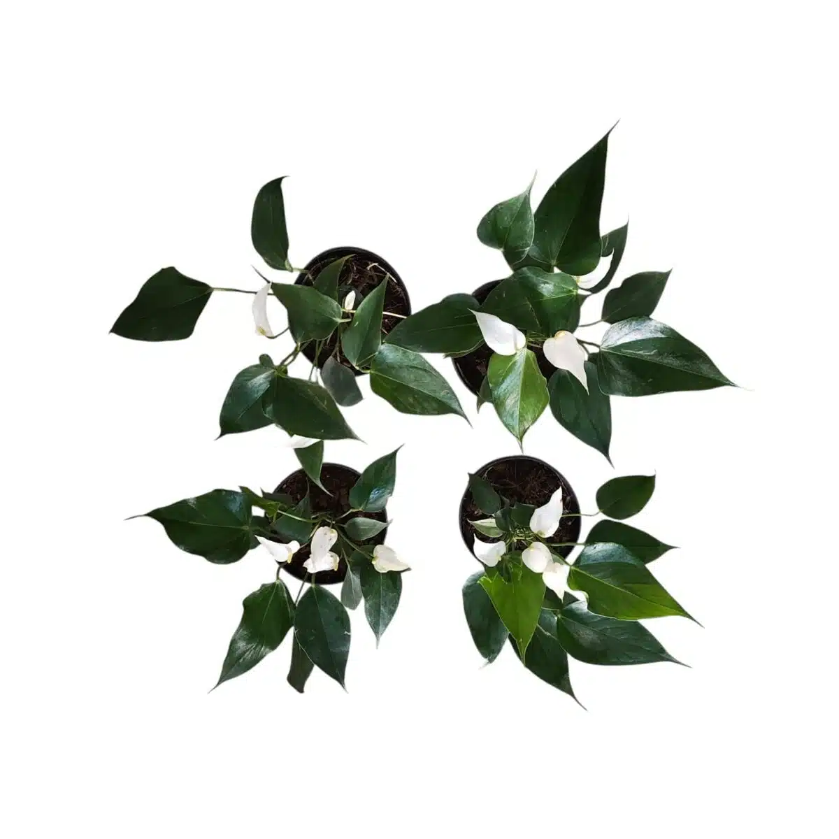 Anthurium Banderola Cava - Image 6