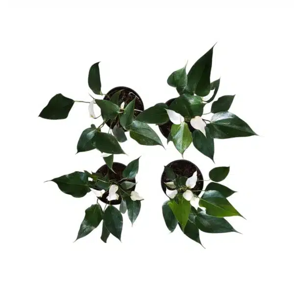 Anthurium Banderola Cava - Image 6