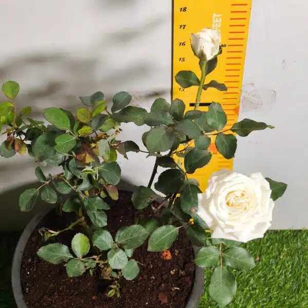 Rose White Grafted - Image 16