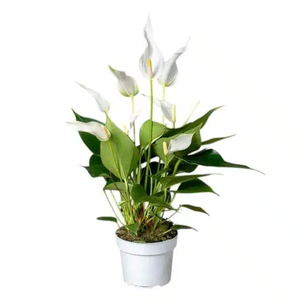 Anthurium Banderola Cava - Image 15