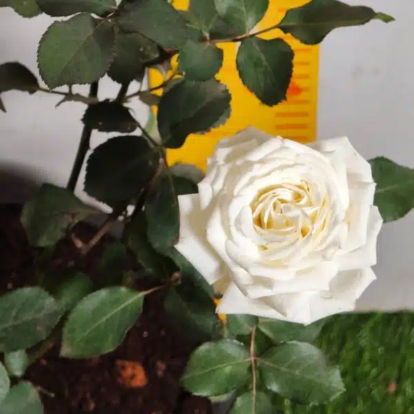 Rose White Grafted - Image 17