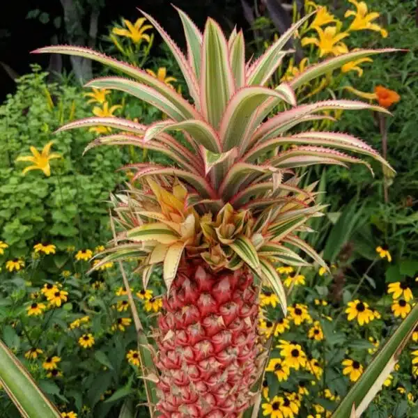Ananas comosus 'Variegatus' (Variegated Pineapples) - Image 6