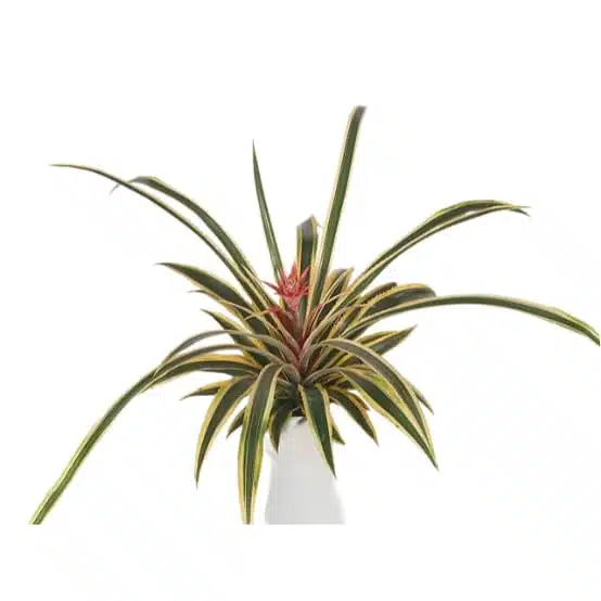 Ananas comosus 'Variegatus' (Variegated Pineapples) - Image 3