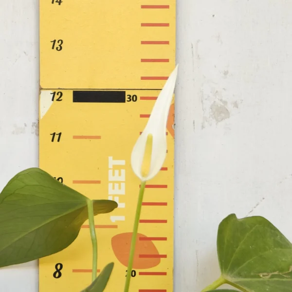 Anthurium Banderola Cava - Image 21
