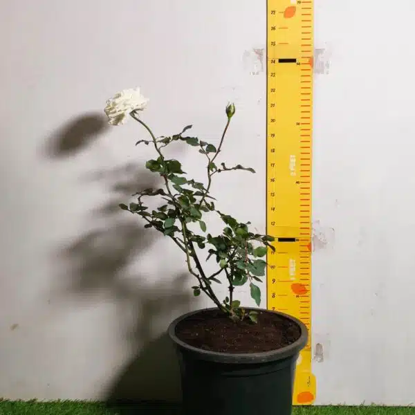 Rose White Grafted - Image 22