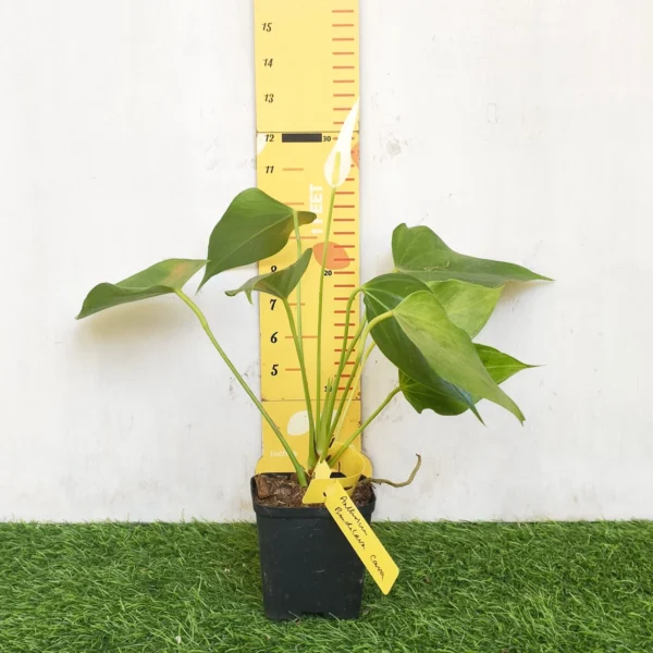 Anthurium Banderola Cava - Image 18
