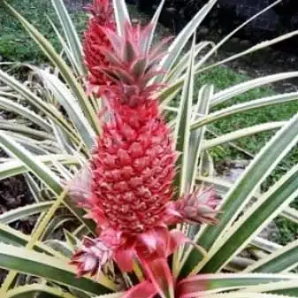 Ananas comosus 'Variegatus' (Variegated Pineapples) - Image 5