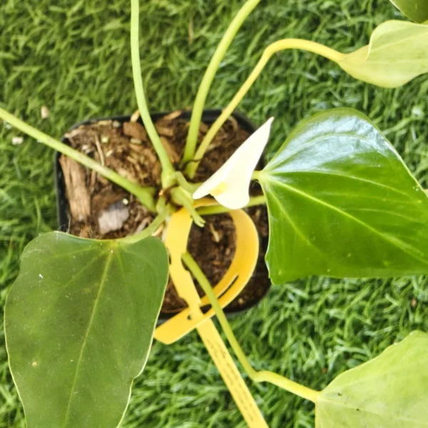 Anthurium Banderola Cava - Image 23