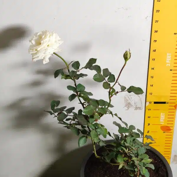 Rose White Grafted - Image 14