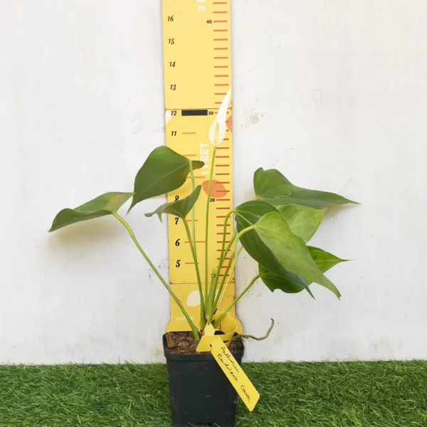 Anthurium Banderola Cava - Image 19