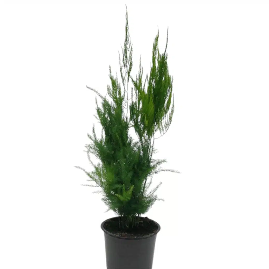 Asparagus Setaceus 'Pyramidalis' (Asparagus Fern) - Image 12