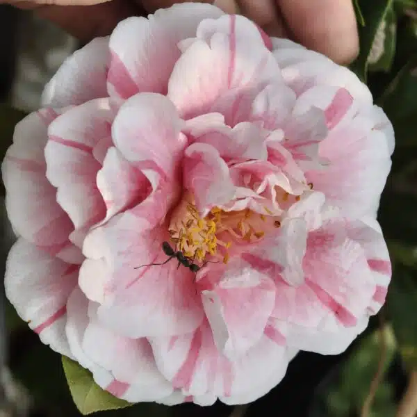 Camellia Tomorrow's Dawn - Image 6