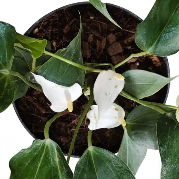 Anthurium Banderola Cava - Image 11