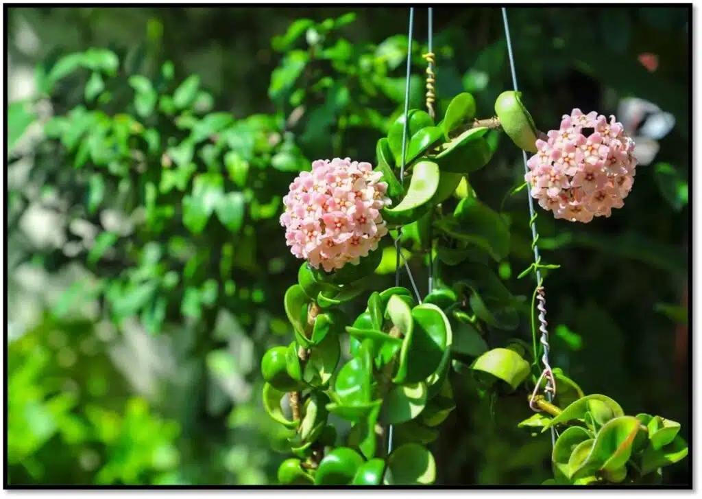 Hoya Plant Online